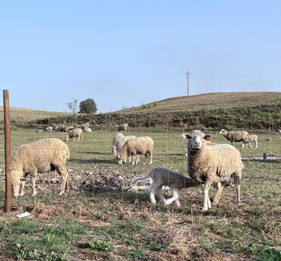 Farm stay Herdade Dos Sepol Odivelas (Ferreira do Alentejo)