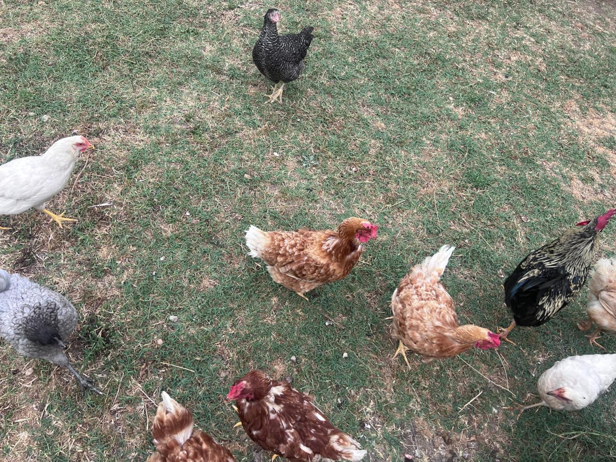 Herdade Dos Sepol Farm stay *